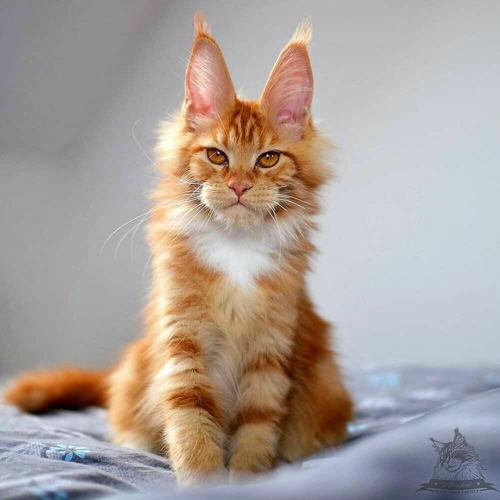 рыжая кошка мейн кун. мейн кун рыжий. кот породы мейн кун рыжий. рыжая кошка мейн кун. рыжая кошка мейн кун.