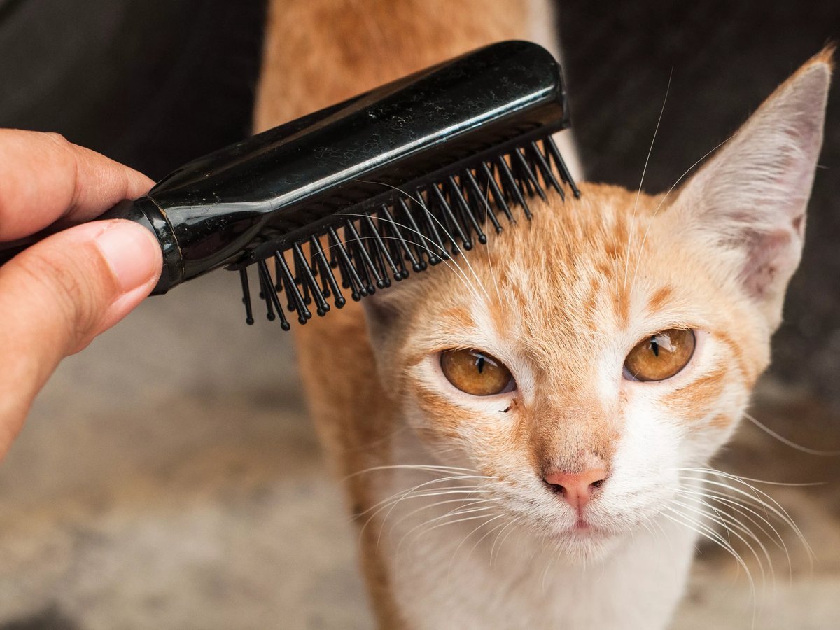 расчесывание шерсти у кошки. расческа для шерсти овец. расчесанная шерсть. вычесывание кошек. вычесывание кошек.