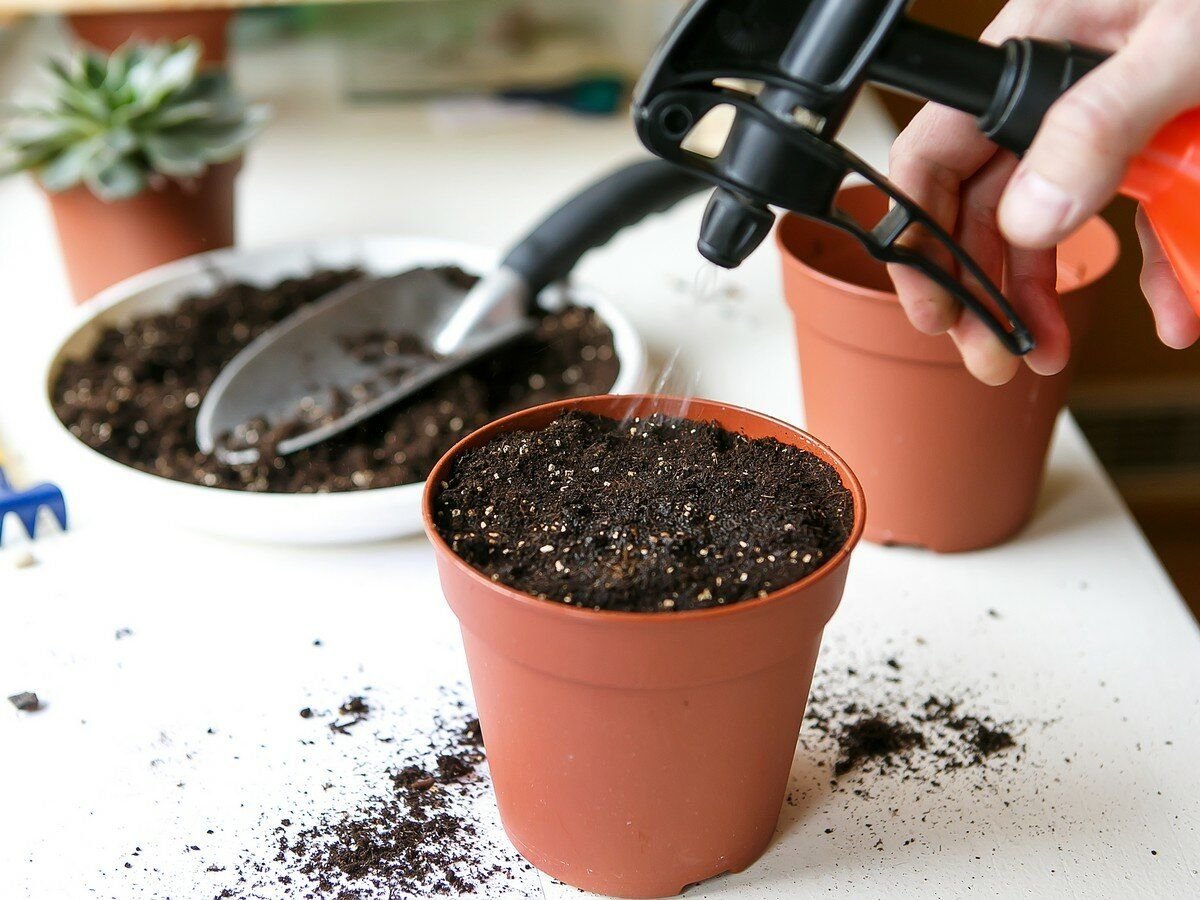 Нужно ли поливать семена. Посев семян полив. Поливка рассады. Полив рассады пульверизатором. Полив семян помидор.