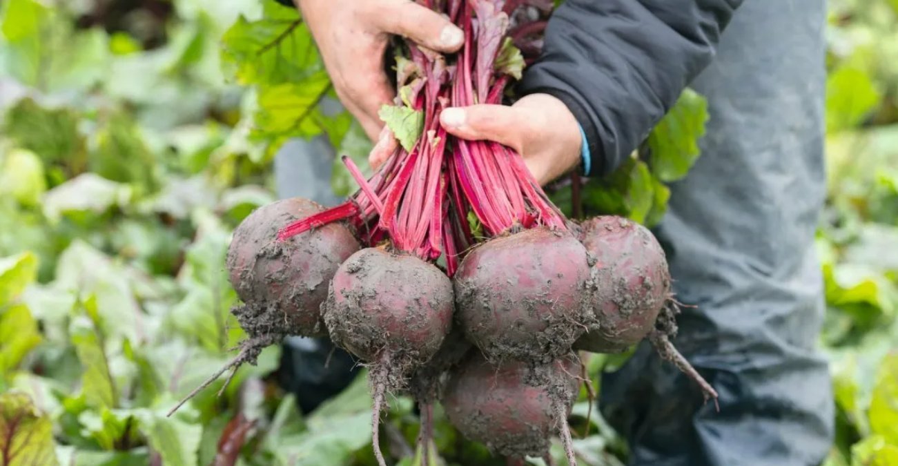 урожай свеклы. свекла собирать урожай. свекла собирать урожай. свекла собирать урожай. свекла на грядке.