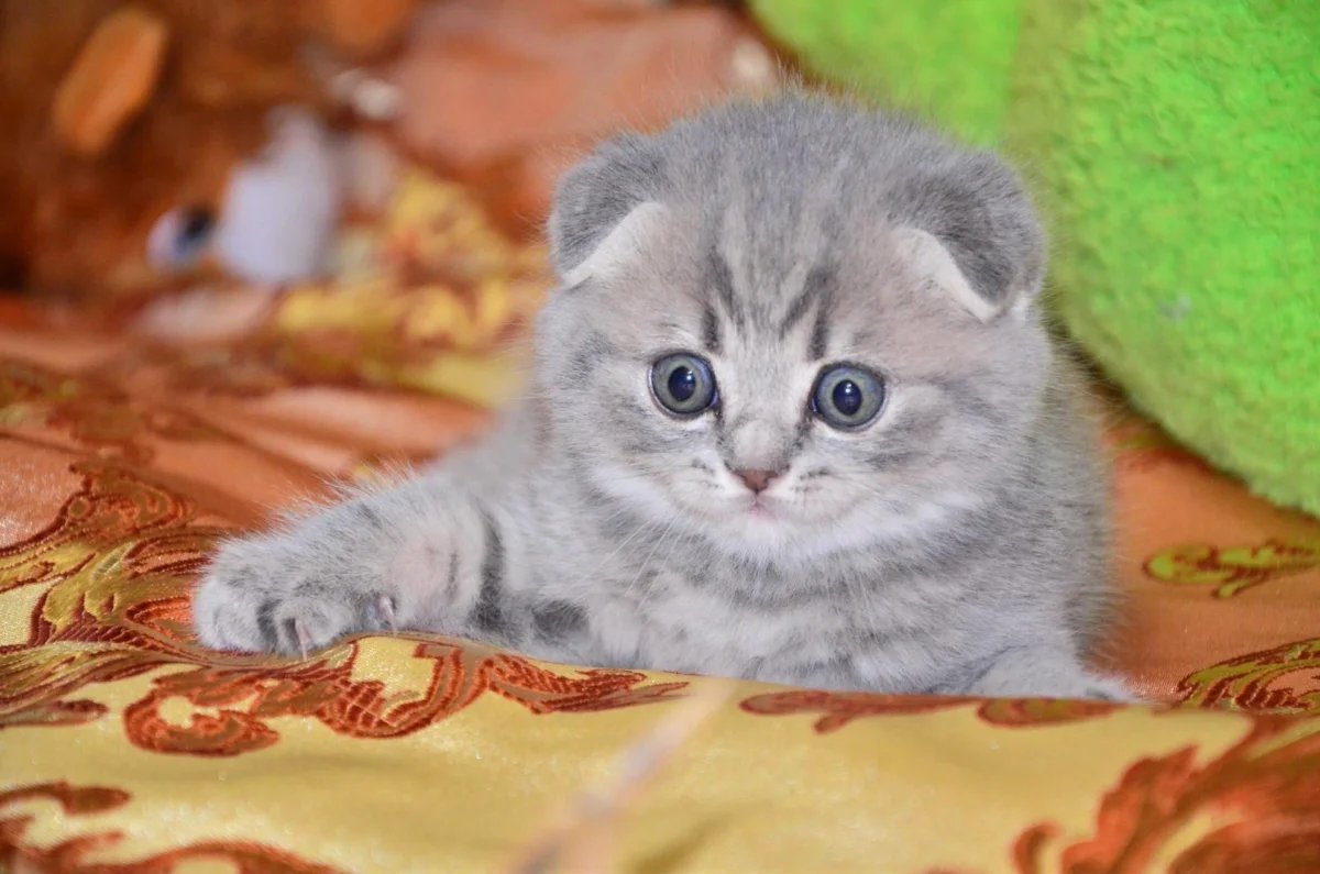 Продажа котят в новосибирске на авито с фото
