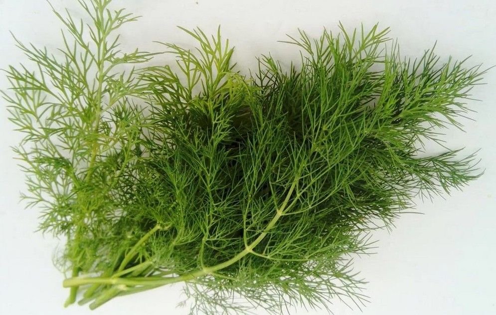 Укроп ползучий. Укропом лет. Укропом лет. Укроп мораван. Укроп кустистый.