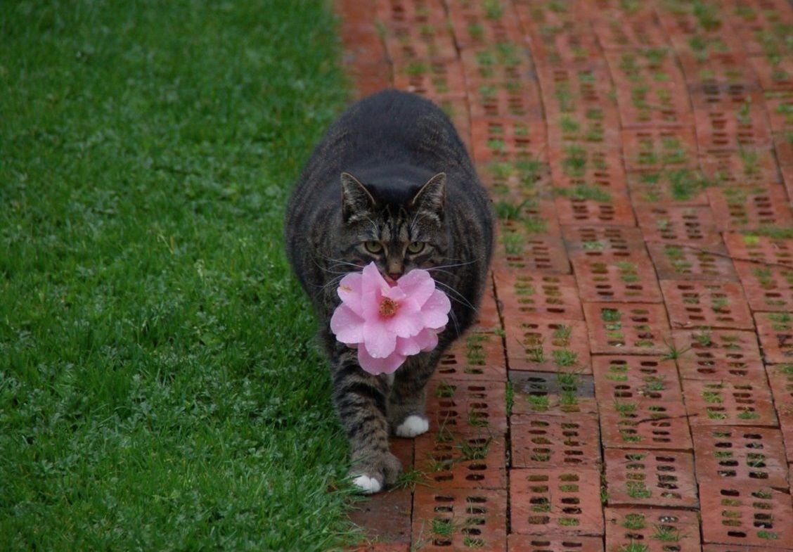 Фото кота забивного