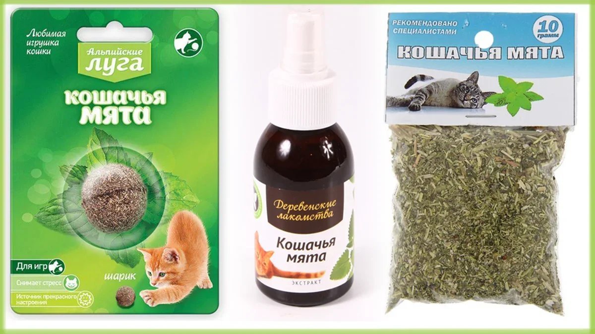 Кошачья мята рисунок