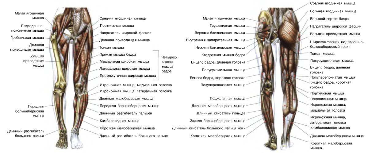 Мышцы нижних конечностей схема