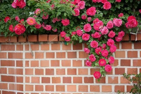 Как украсить кирпичную стену растениями