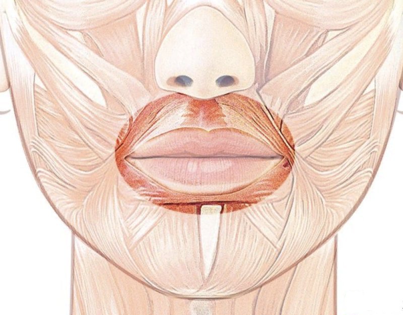 Мышцы губ. Круговая мышца рта m. orbicularis Oris. Круговая мышца рта анатомия.