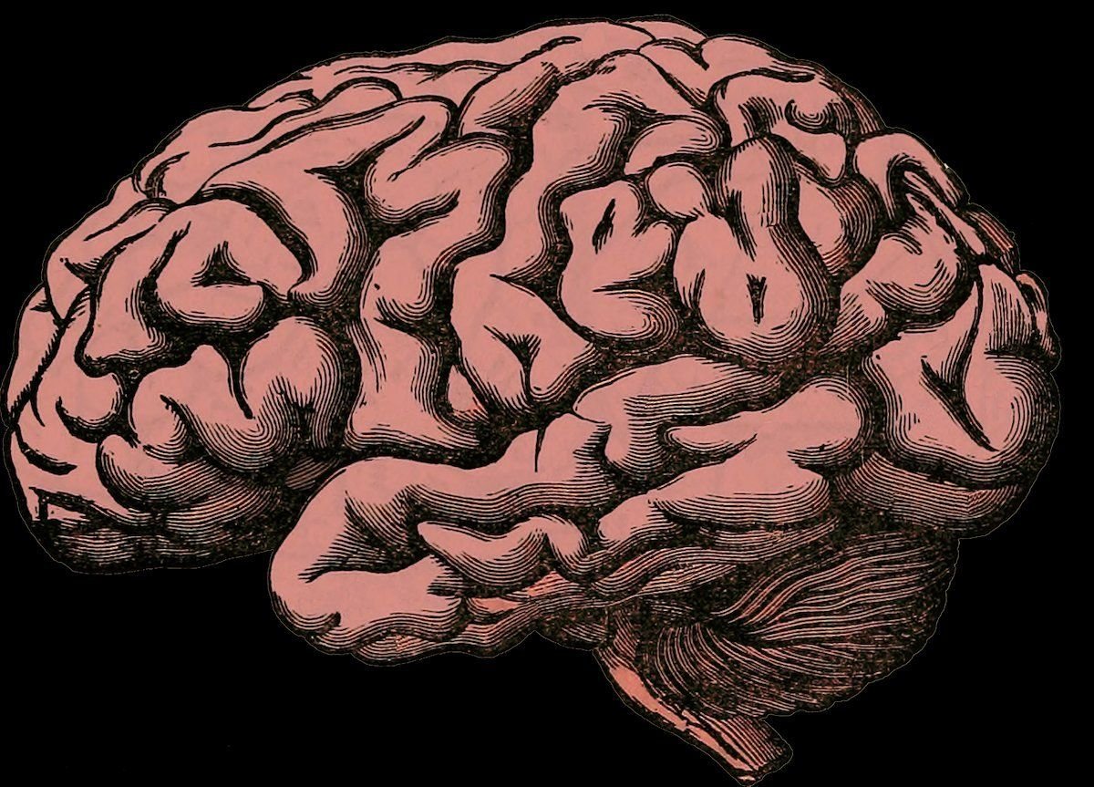 Человеческий мозг арт