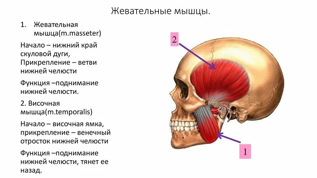 Жевательные мышцы схема