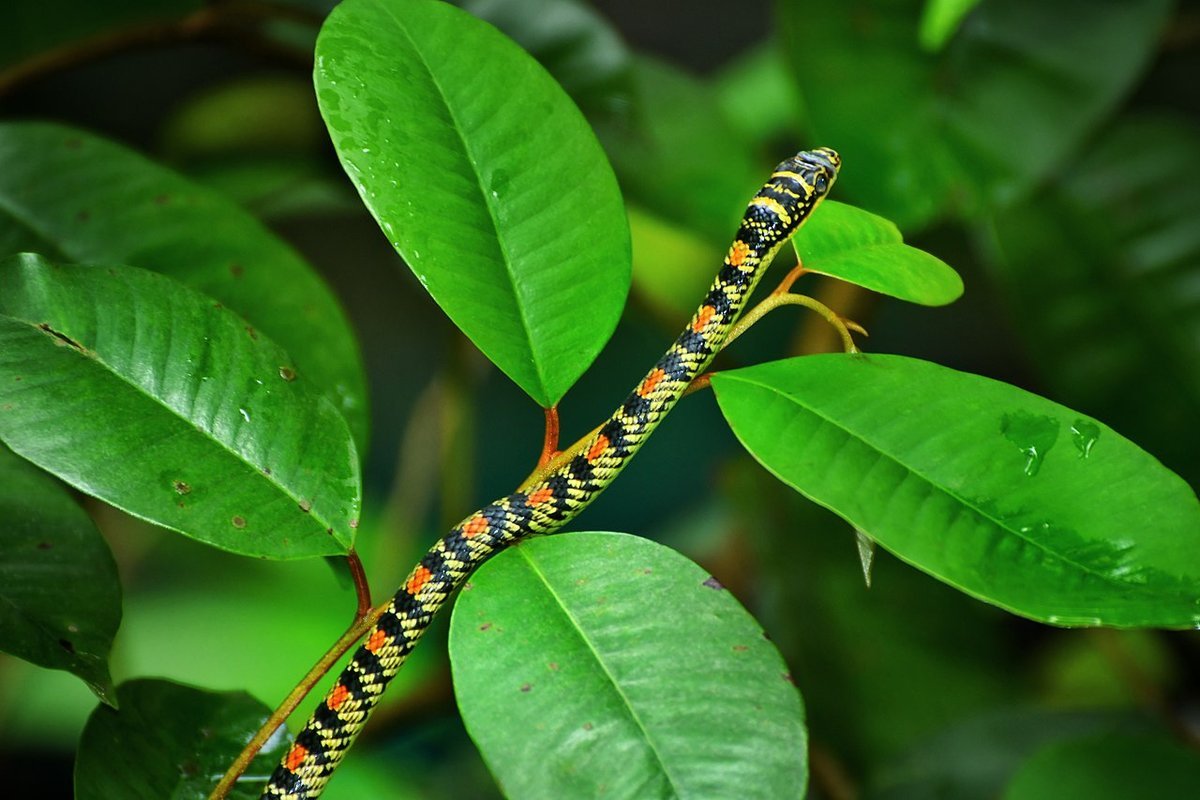 Chrysopelea Paradisi змея