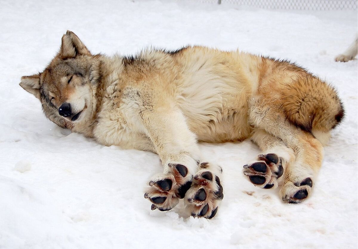 Волка ноги. Wolf Paw. Волк доге. Ималка животные Дикие ночи.