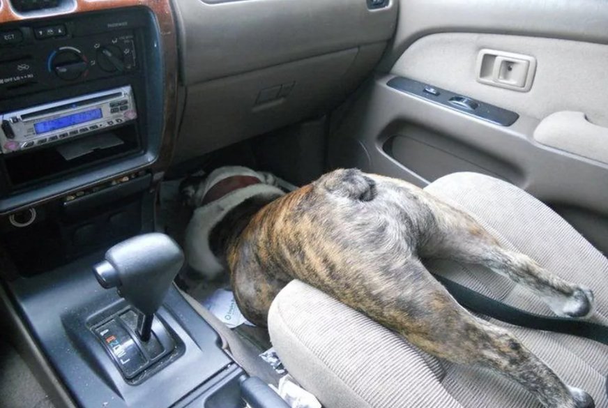 Собака в салоне авто