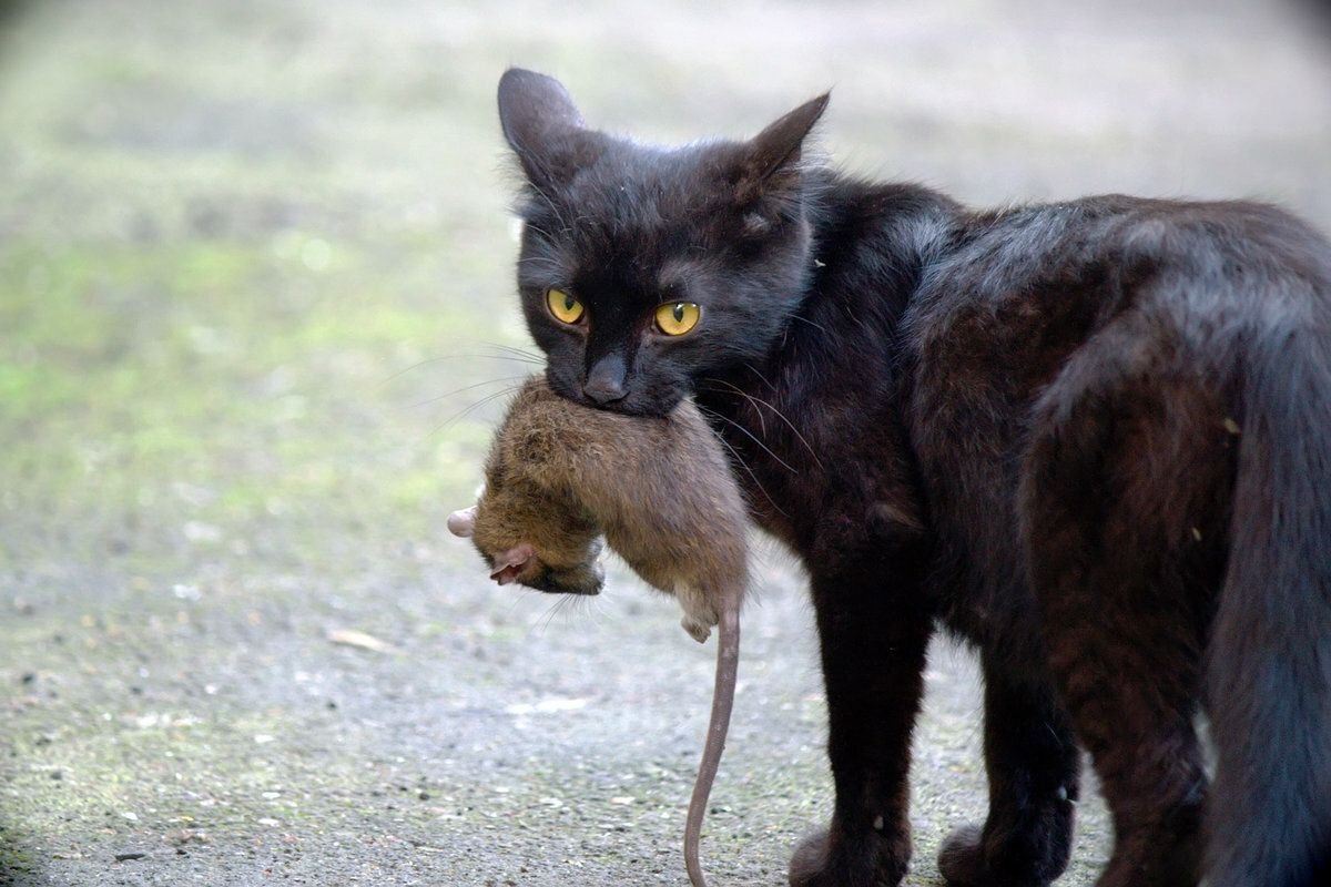 Стащит кошка. Кот с добычей. Кошка с мышью в зубах. Черный кот с мышью в зубах. Кот с добычей в зубах.