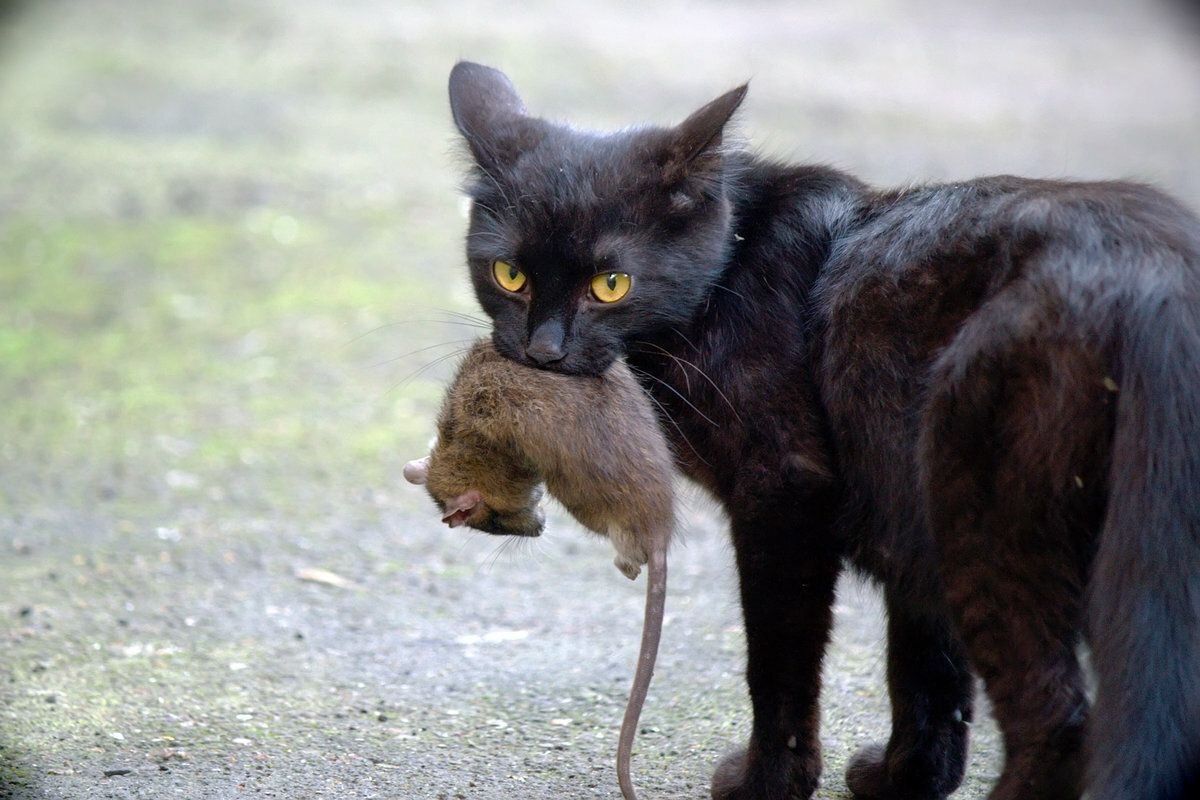 Кошки пас. Кот с добычей. Кошка с мышью в зубах. Чёрный кот с мышью в зубах. Поймать кота.