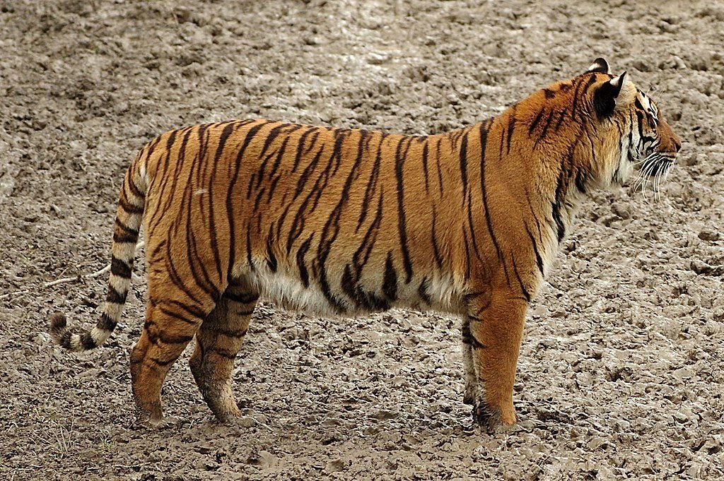 Какой страны животное. Walking with Tigers. Tiger Walking with Shadow.