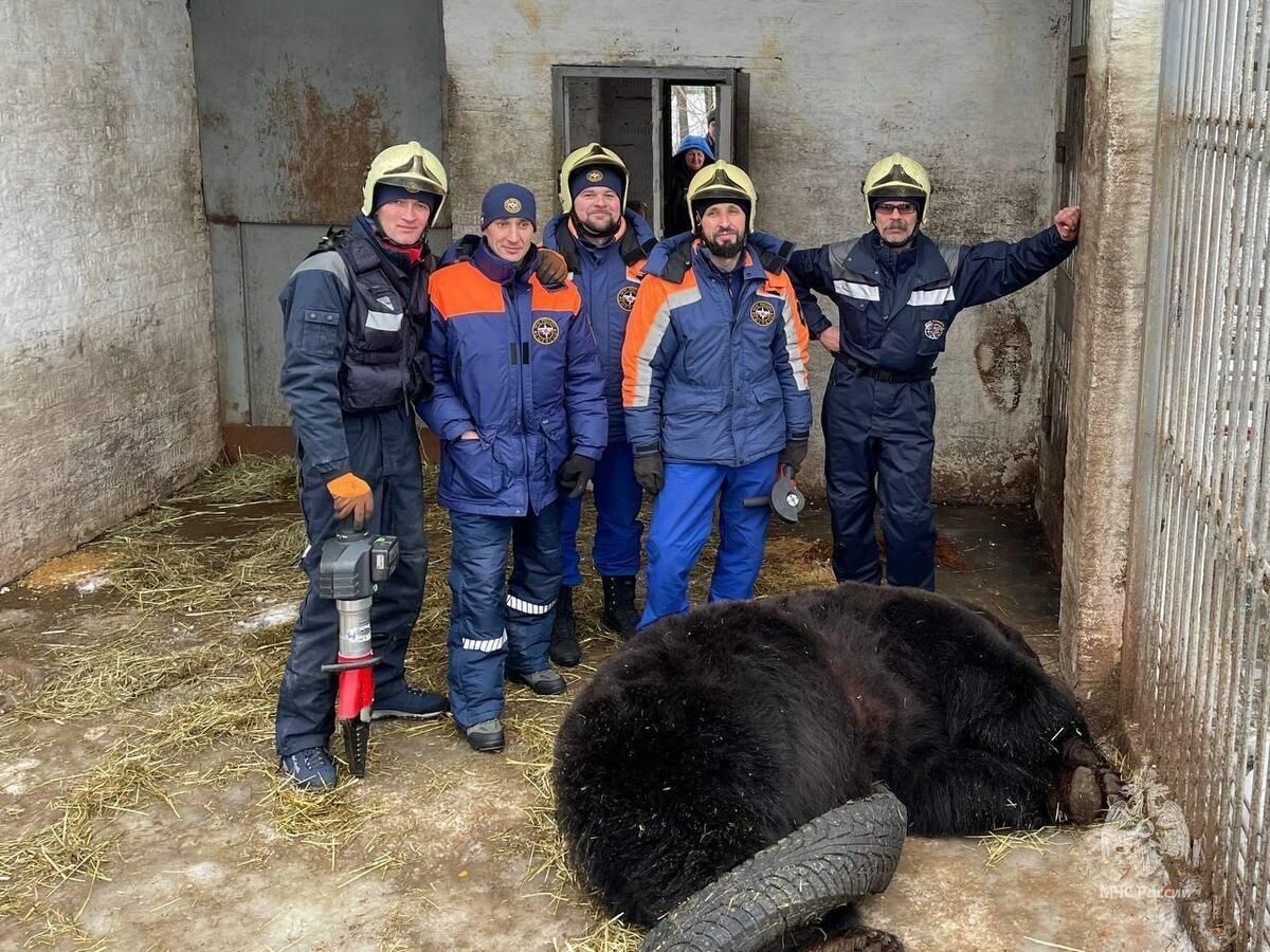 Хватай медвежонка спасай телевизор и беги в шкаф