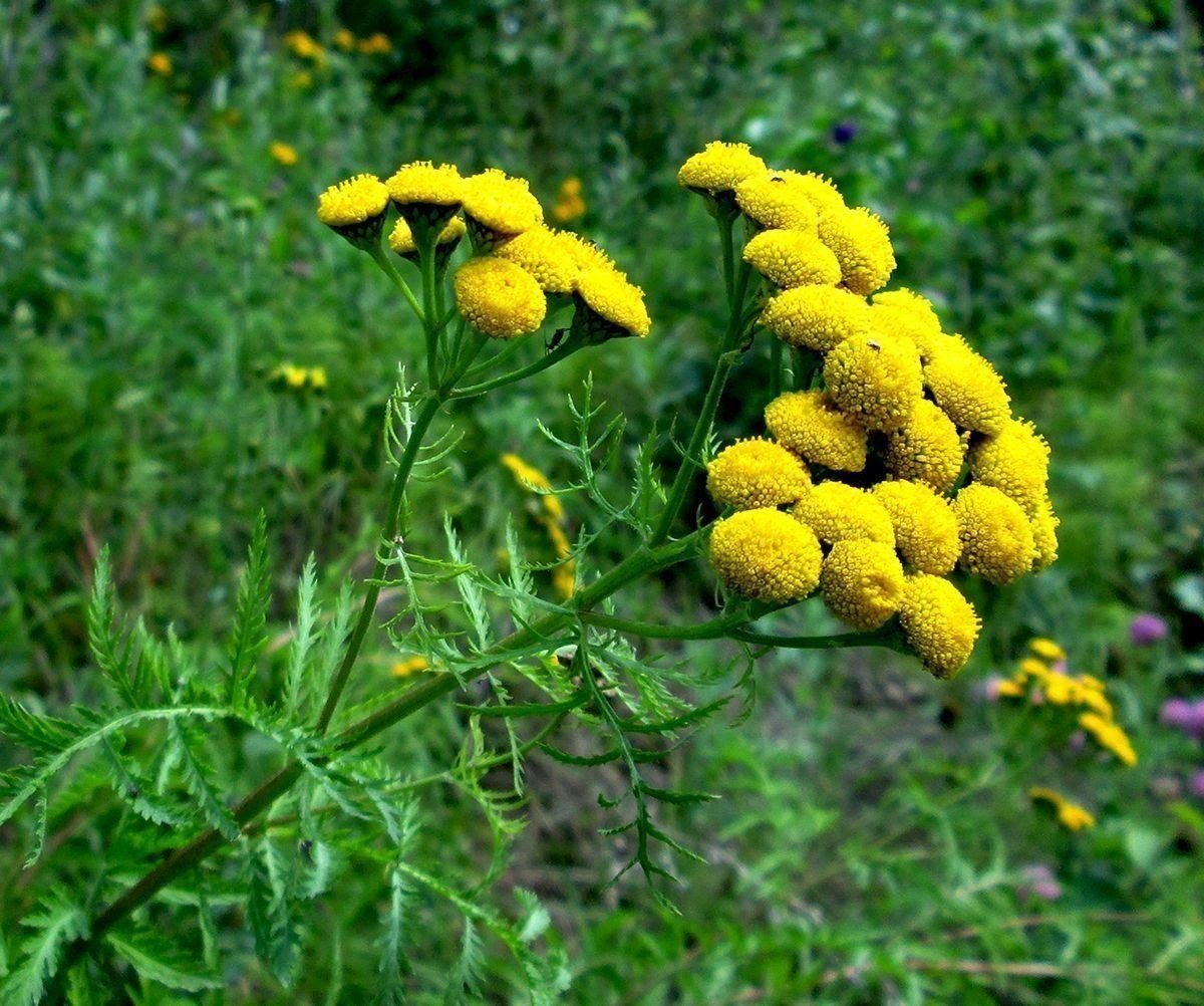 Пижма обыкновенная лекарственное. Пижма обыкновенная (Tanacetum vulgare). Tanacetum vulgare l. пижма обыкновенная. Пижма (раст. Сем. Сложноцветных). Пижма обыкновенная, Дикая Рябинка.