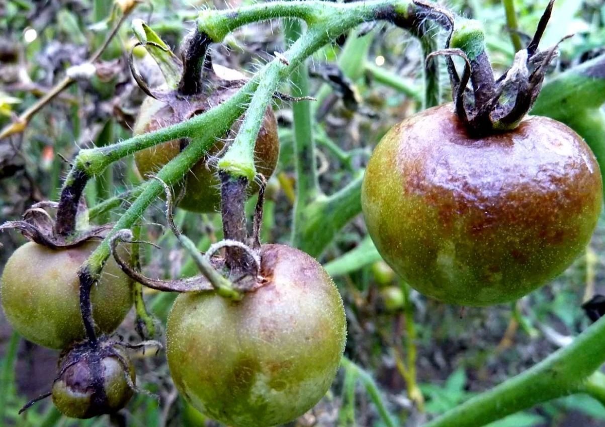 Фитофтороз у томатов фото