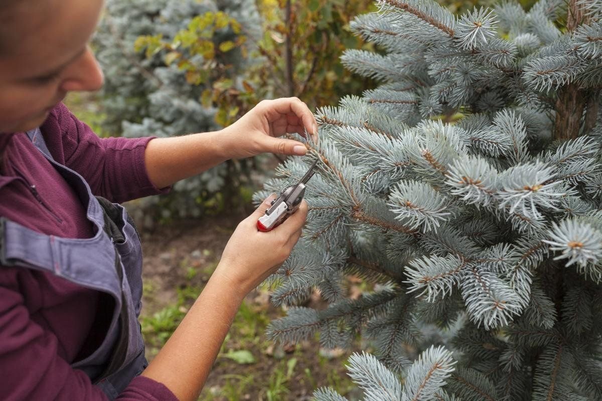 Прищипывание сосны обыкновенной. Обрезка туи схема. Голубая ель обрезанная. Ель обрезанная. Ель обыкновенная прищипывание.