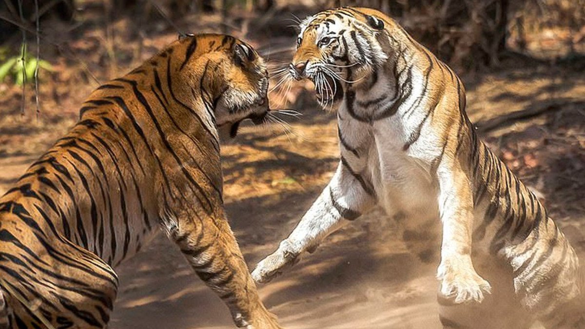 Тигр образует реку. Тигры дерутся. Битва тигров. Тигр драка. Два тигра дерутся.