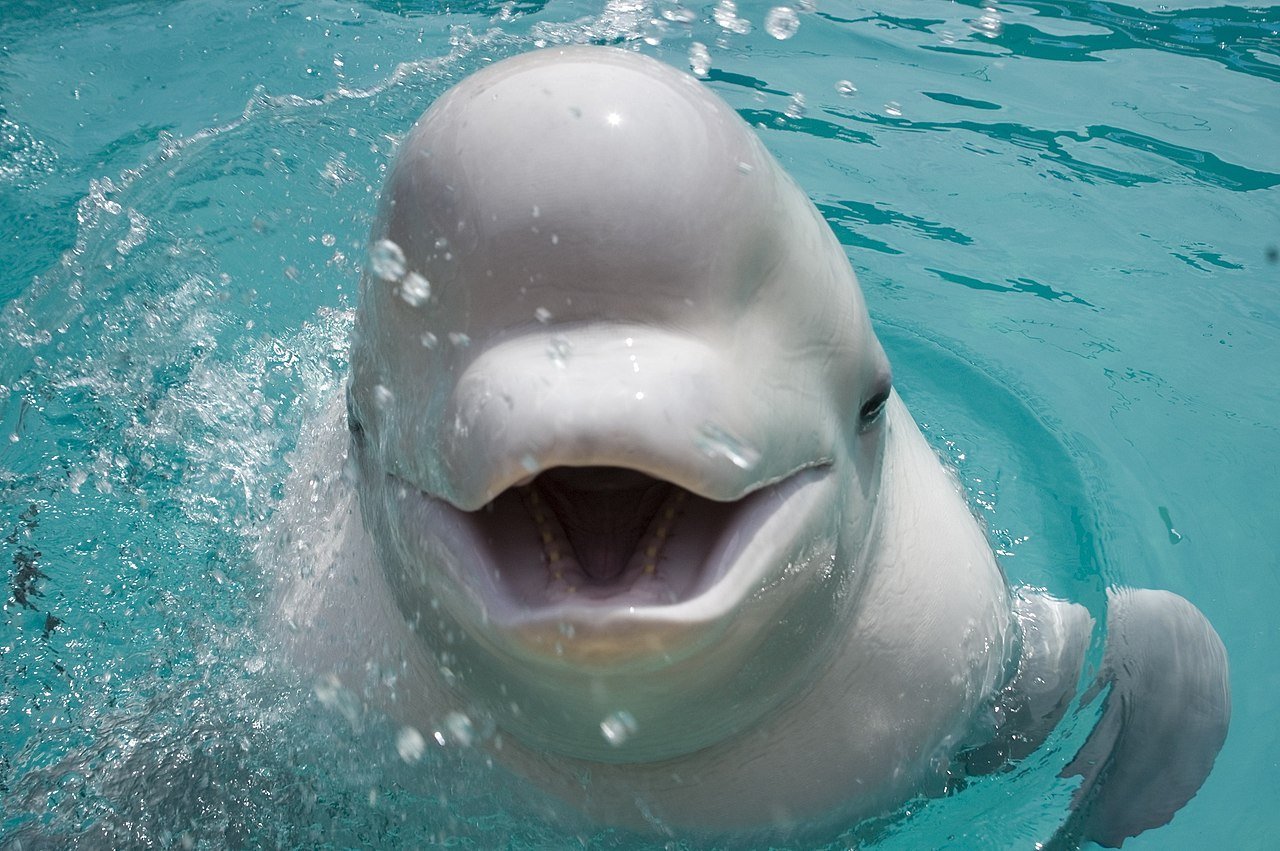 Белый кит фото в дельфинариуме