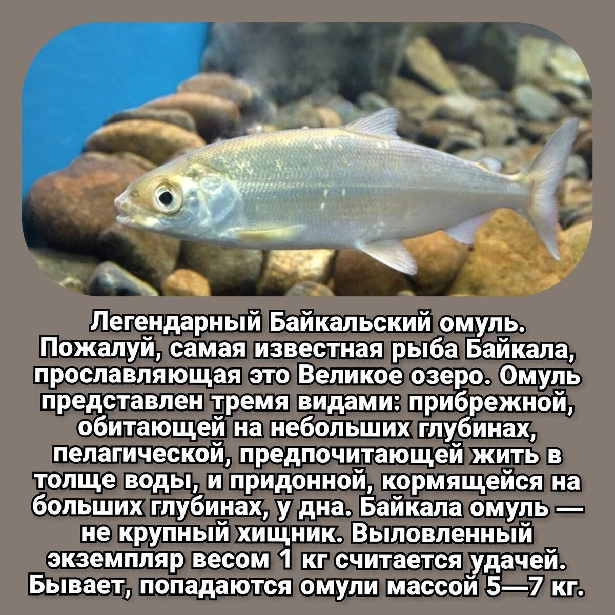 картинки рыбы байкала