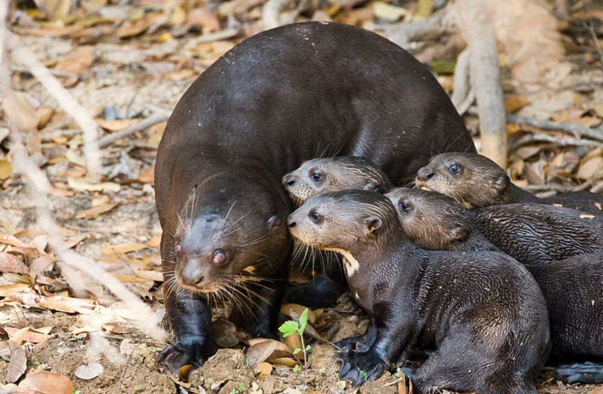 Королевская Выдра