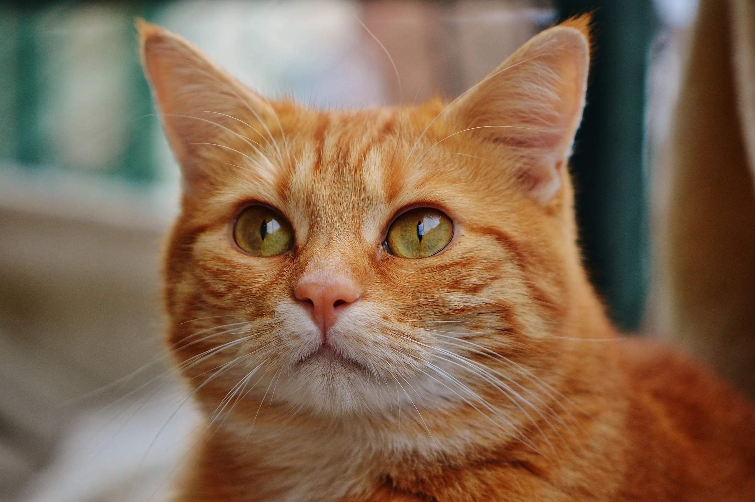 Рыжий кот с красными глазами