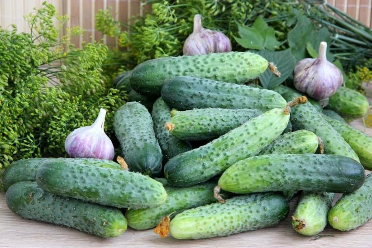 огурец сорт засолочный характеристика. огурец сорт засолочный. огурец сорт засолочный характеристика. засолочный огурец f1. засолочные сорта огурцов.