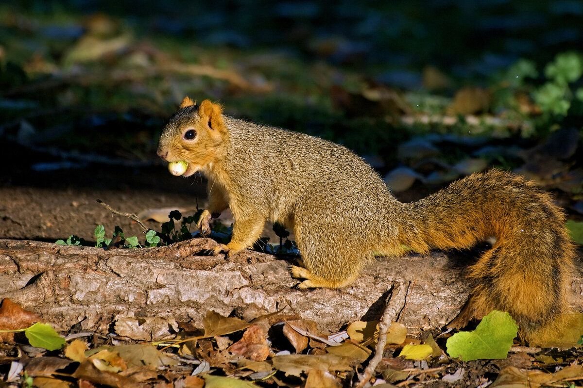 Что делают белки. Серо-жёлтая белка (Sciurus griseoflavus). Белка нигер. Eastern Fox. Белки к какому семейству относятся.