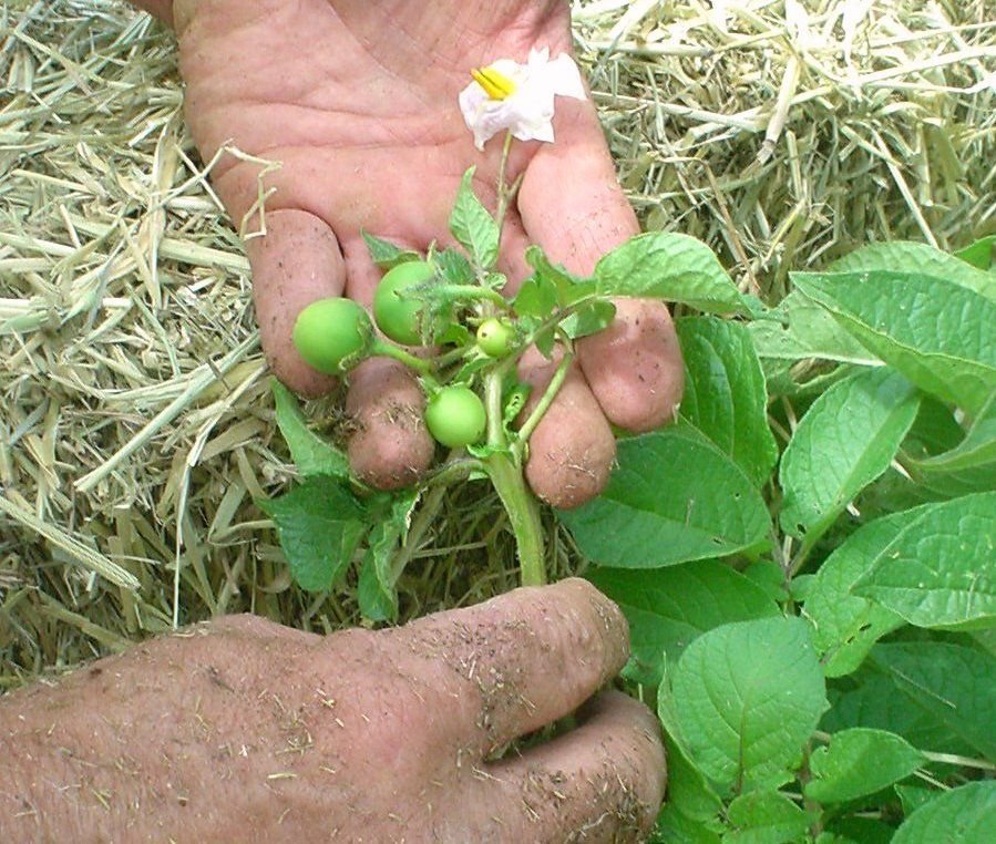 Картошка цветет что делать. Картофель и паслен. Плод картофеля. Ягоды картофеля. Плод картофеля ягода.