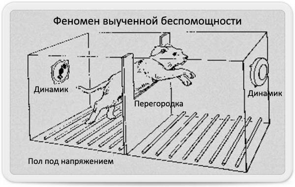 Выученная беспомощность картинка