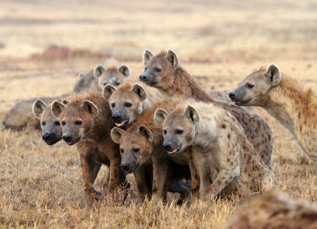 шакалы в израиле