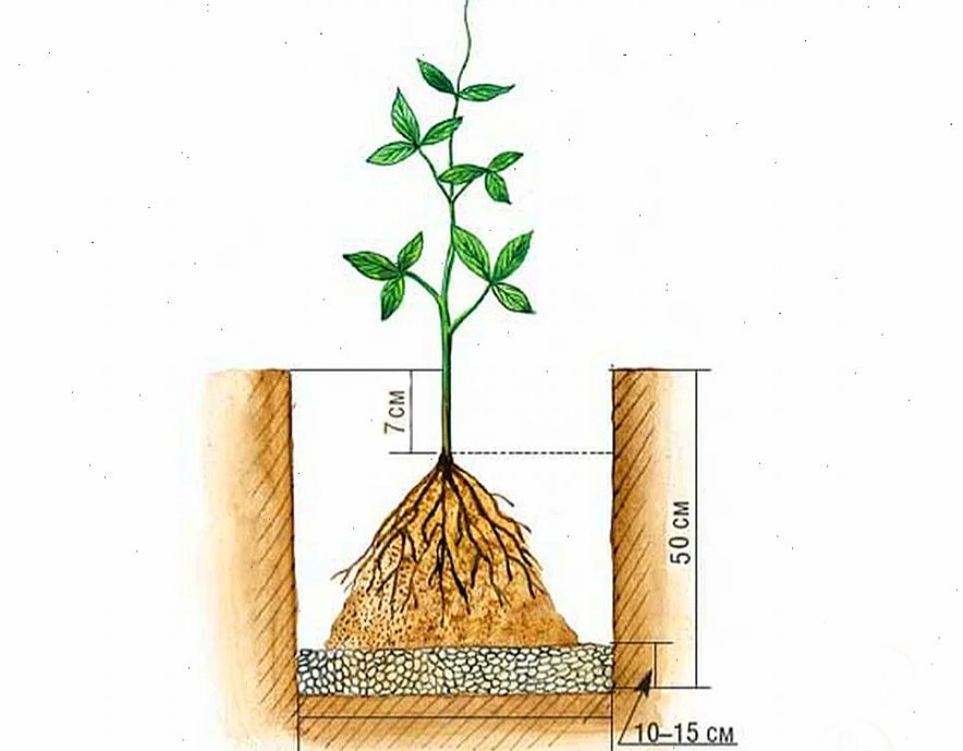 Какую землю любит. Посадка клематиса в открытый грунт. Клематис посадка. Клематисы посадка весной. Посадка клематиса осенью в открытый грунт.