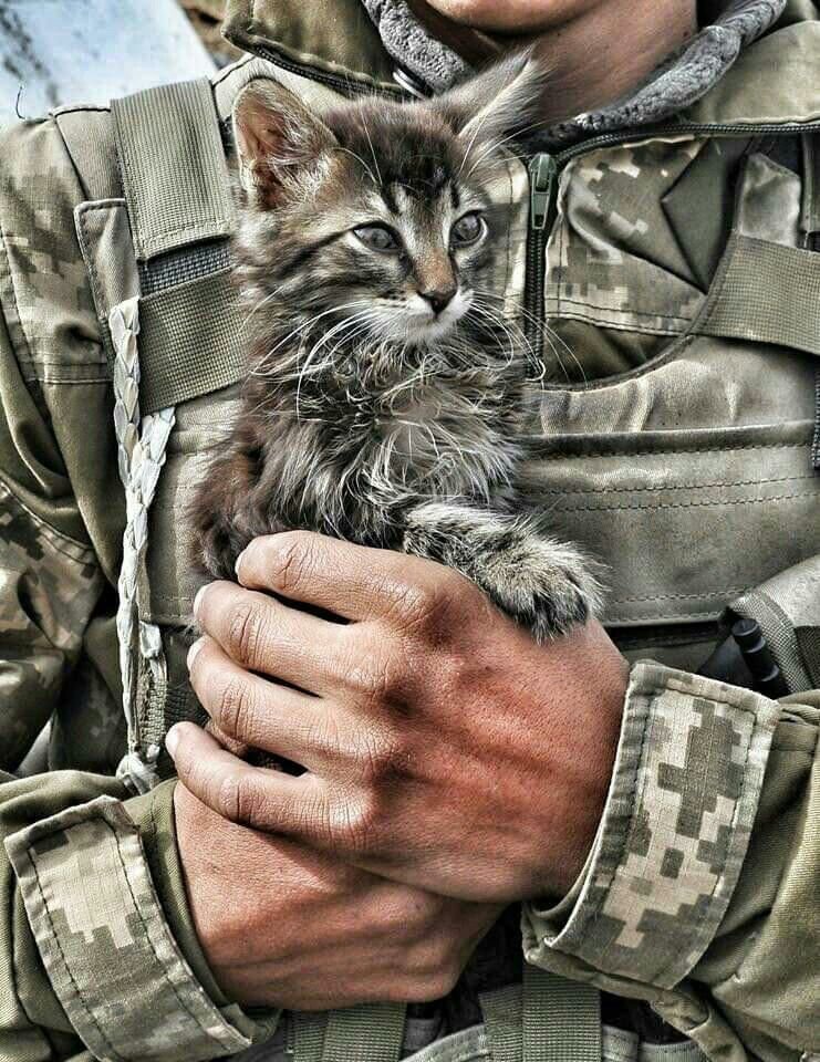 Фото военного кота