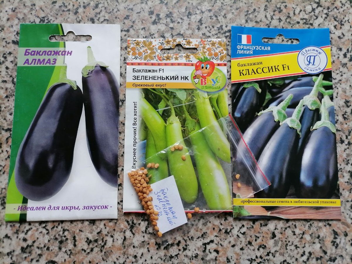 Лучшие семена баклажан для открытого грунта. Лучшие семена баклажан для открытого грунта. Баклажан черный витязь гавриш. Баклажан черное совершенство (уд). Плодоножка баклажана.