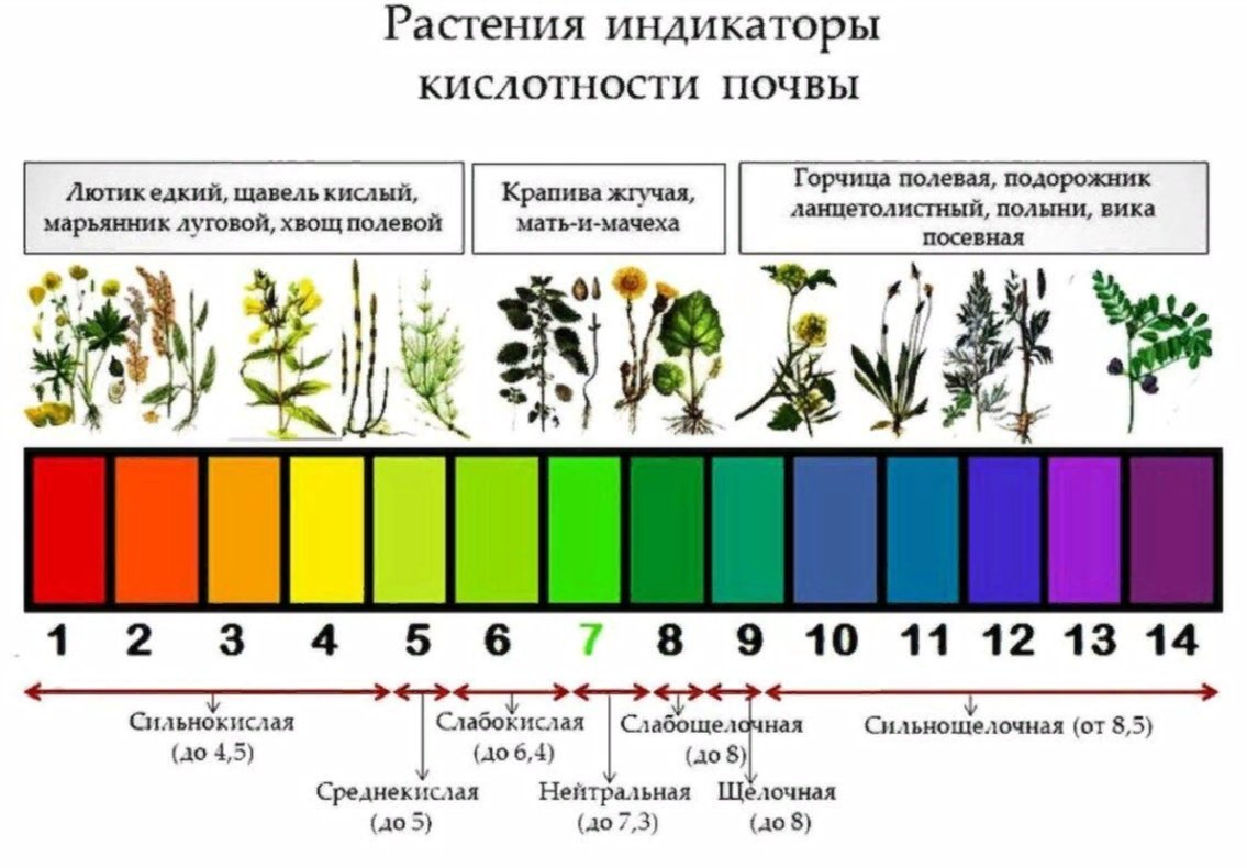 По каким цветам можно определить. Растения индикаторы кислотности почвы. Кислотность почвы показатели PH. Таблица измерения кислотности почвы. Кислотность почвы 8.5.