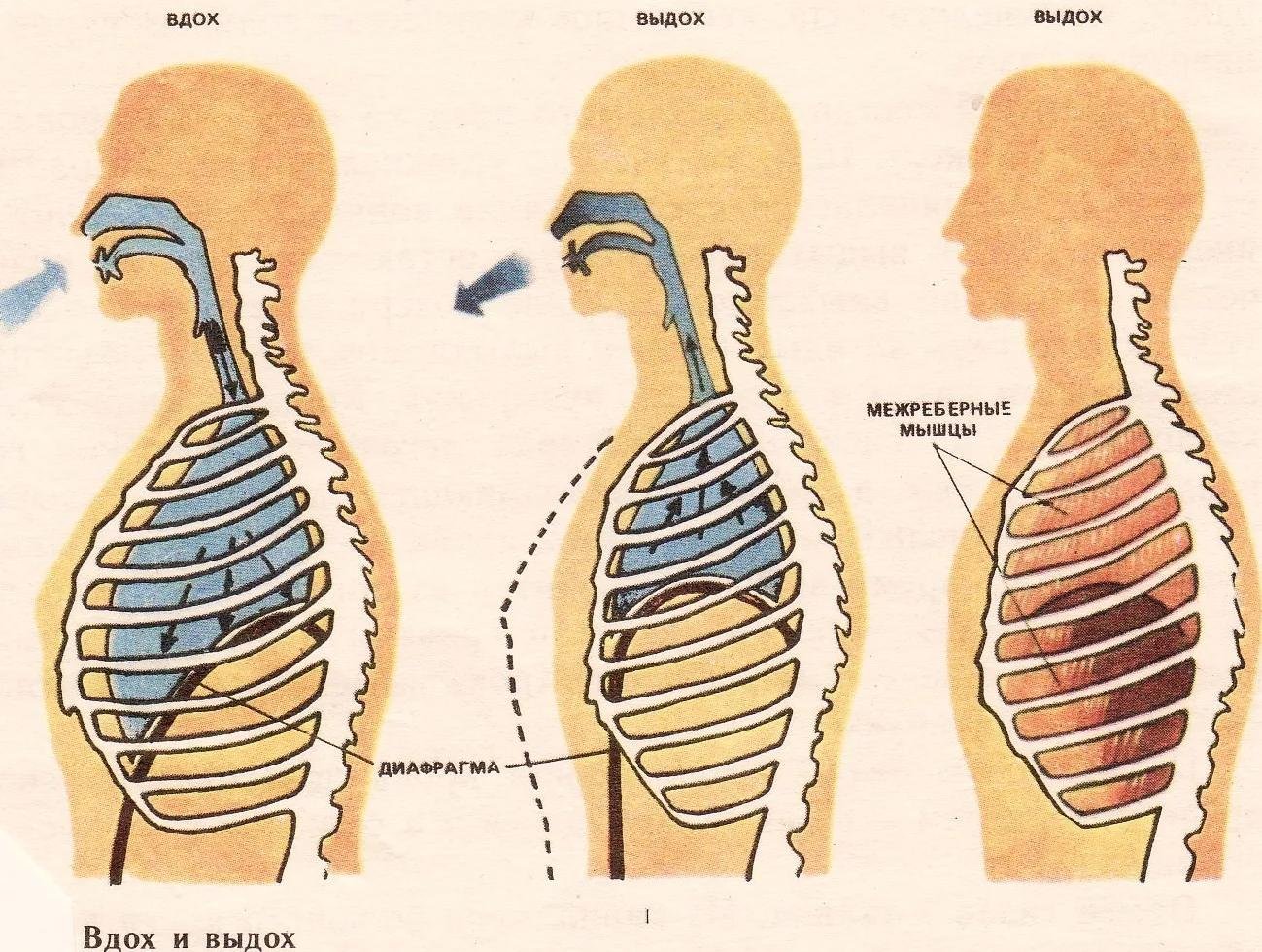 Рисунок процесс дыхания. Механизм дыхания человека вдох и выдох. Схема дыхания человека вдох выдох. Дыхательная система механизм вдоха и выдоха. Дыхание механизм вдоха и выдоха.
