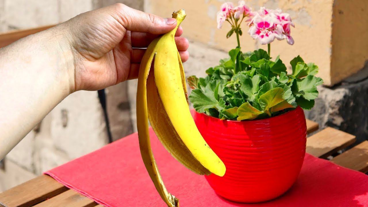 Банановые шкурки для удобрения комнатных цветов рецепт с фото пошагово