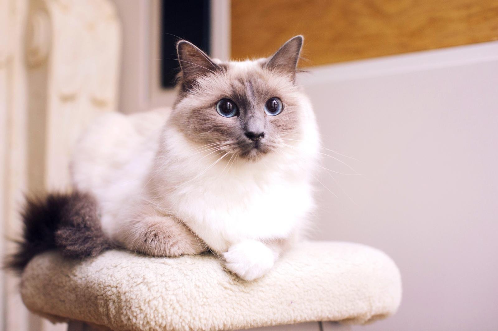 Рэгдоллы кошки