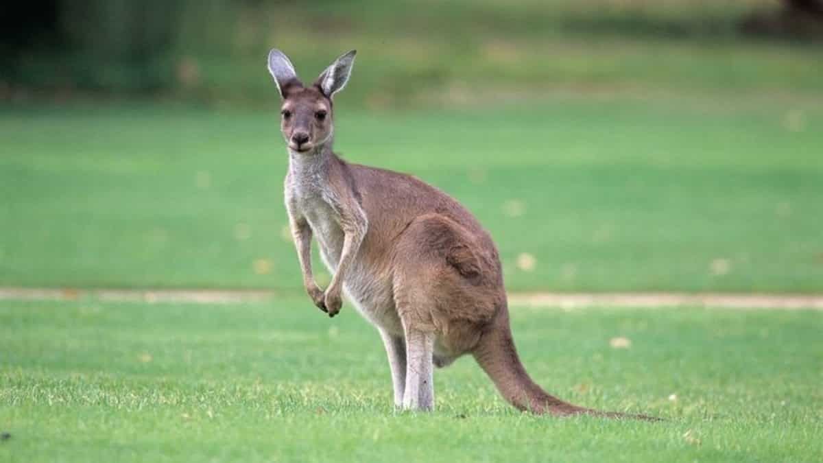 Most kangaroos live. Кенугур. Кенгуру. Кенгуру животное. Милый кенгуру.