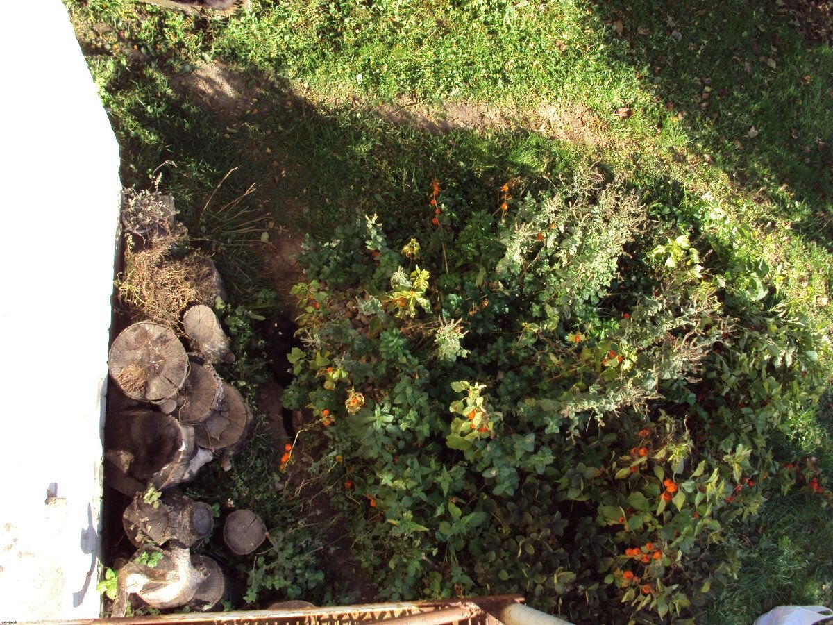 Найдена кошка. Найдите кота. Приложение найти кошку. Приложение найти кошку. Игра найди кота.