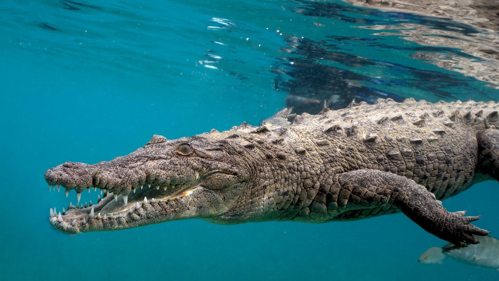 Морской гребнистый крокодил в Австралии
