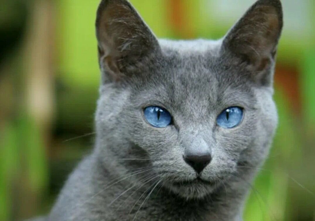 Russian Blue Kitty