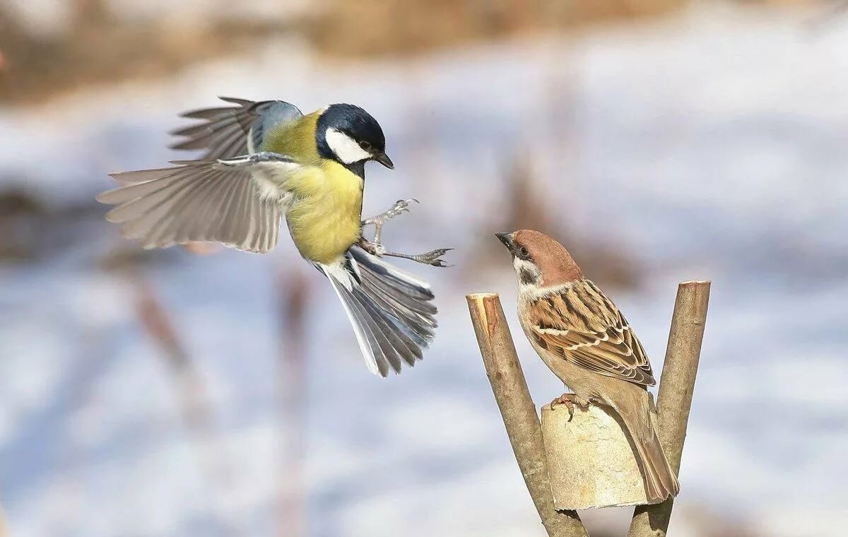 Синица есть воробья. Птичка синичка. Синичка и Воробей. Птица синица и Воробей. Кормушка для птиц.