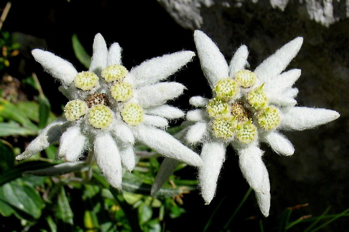 Эдельвейс Leontopodium alpinum May Snow