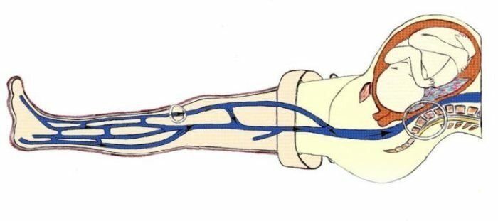 Плацентарное кровообращение плода схема. Где находится полая вена у беременных. Нижняя полая вена у беременных. Где находится полая вена у беременных. Синдром полой вены у беременных.