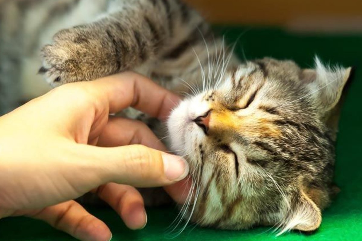 Скованность суставов. Гладить кота. Прикосновение без фона. Женская рука тянется. Больные суставы.