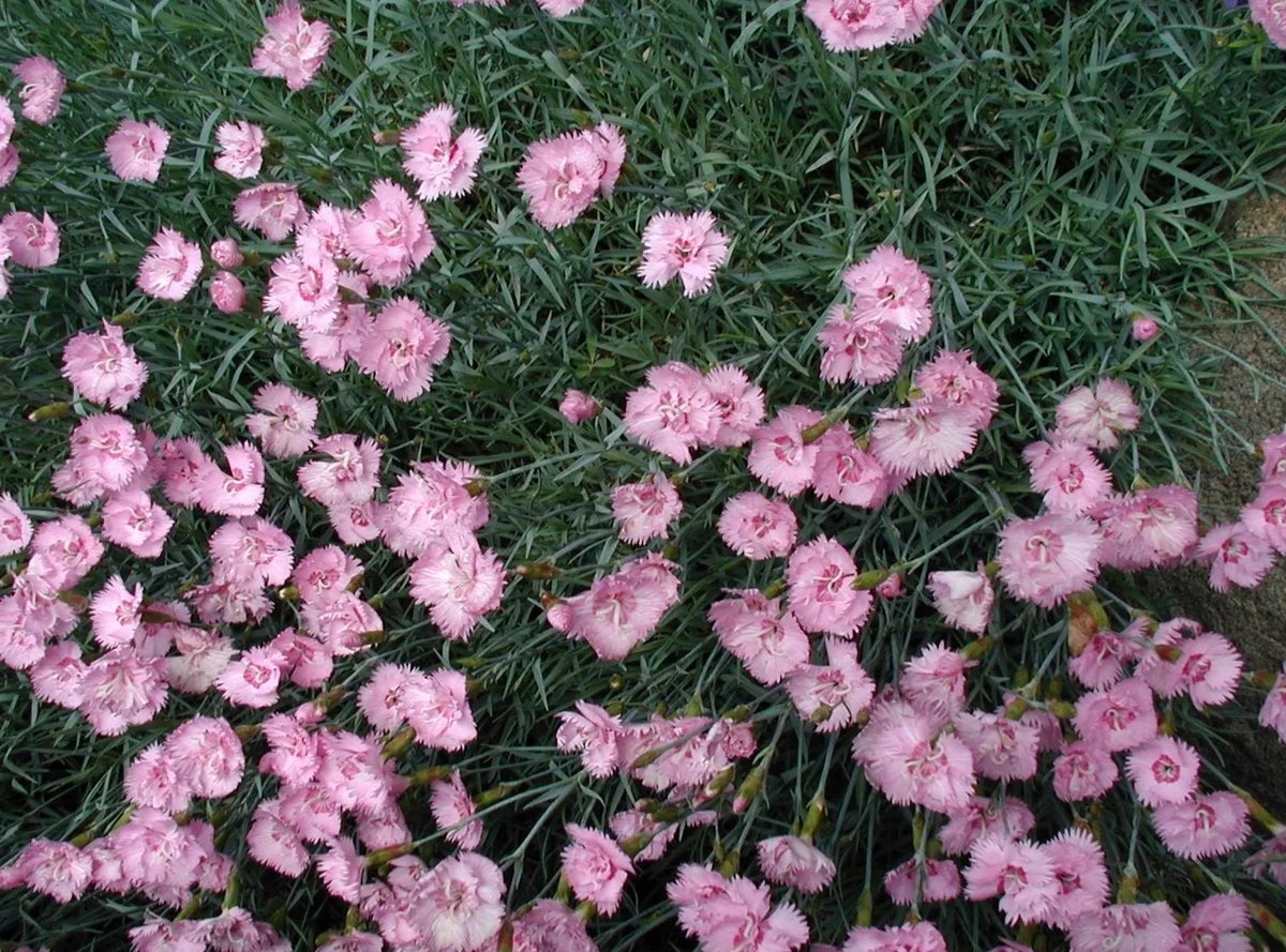 Гвоздика перистая Dianthus plumarius l.