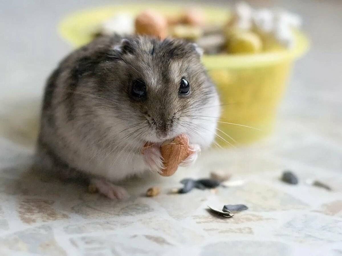 Картинки хомяк джунгарик